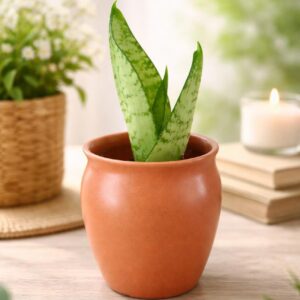 Terracotta Snake Plant Planter