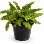 Boston Fern (Nephrolepis Exaltata) – Lush Green Plant