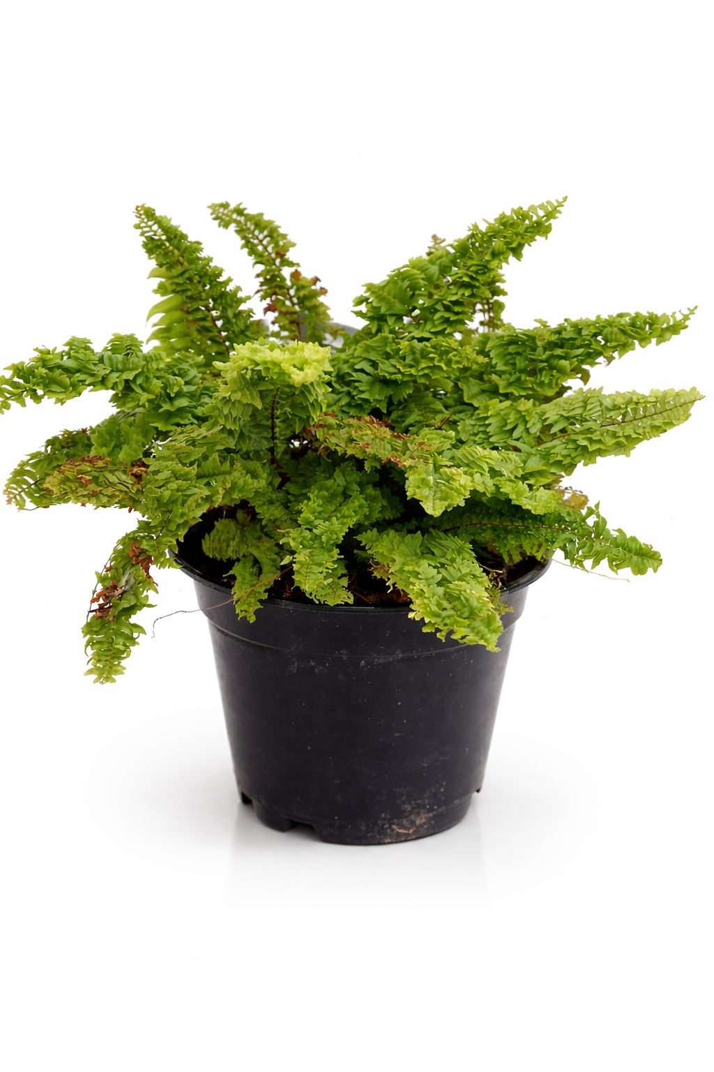 Boston Fern (Nephrolepis Exaltata) – Lush Green Plant