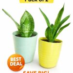 Pack of 2 Live Indoor Plants – Combo