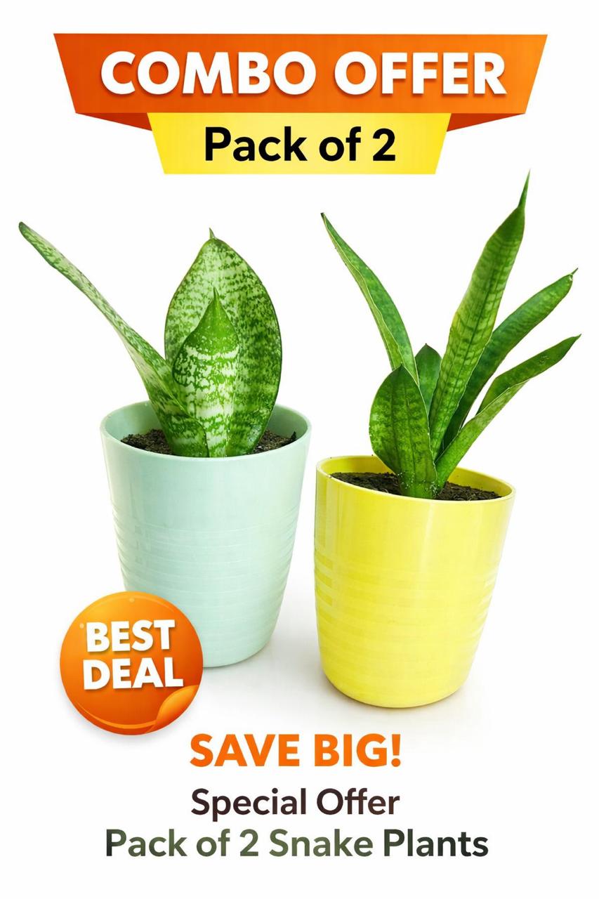 Pack of 2 Live Indoor Plants - Combo