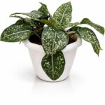 Dieffenbachia (Dumb Cane)