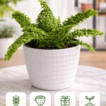 Live Fern Plant in Designer White Pot | Decorative Plant 6″ Pot