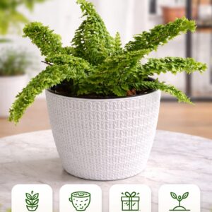 Live Fern Plant in Designer White Pot | Decorative Plant 6" Pot