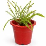 Maidenhair Fern – Elegant Green Plant