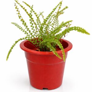 Maidenhair Fern – Elegant Green Plant