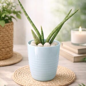 Plant in Light Blue Plastic Pot
