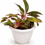 Red Aglaonema (Siam Aurora)