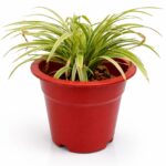 Variegated Dracaena – Decorative Green Plant