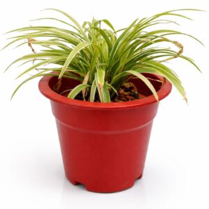 Variegated Dracaena – Decorative Green Plant
