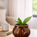 Live Snake Plant in Premium Ceramic Pot