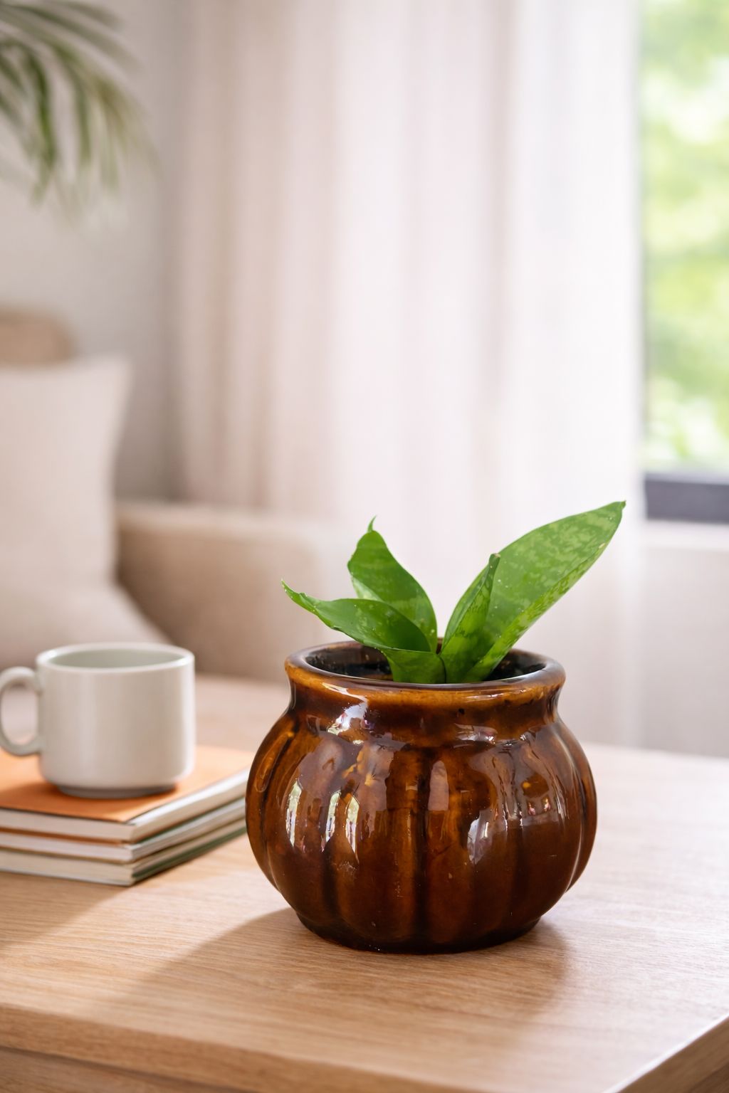 Live Snake Plant in Premium Ceramic Pot