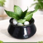 Elegant Snake Plant in Glossy Black Ceramic Pot – Stylish Décor for Home & Office