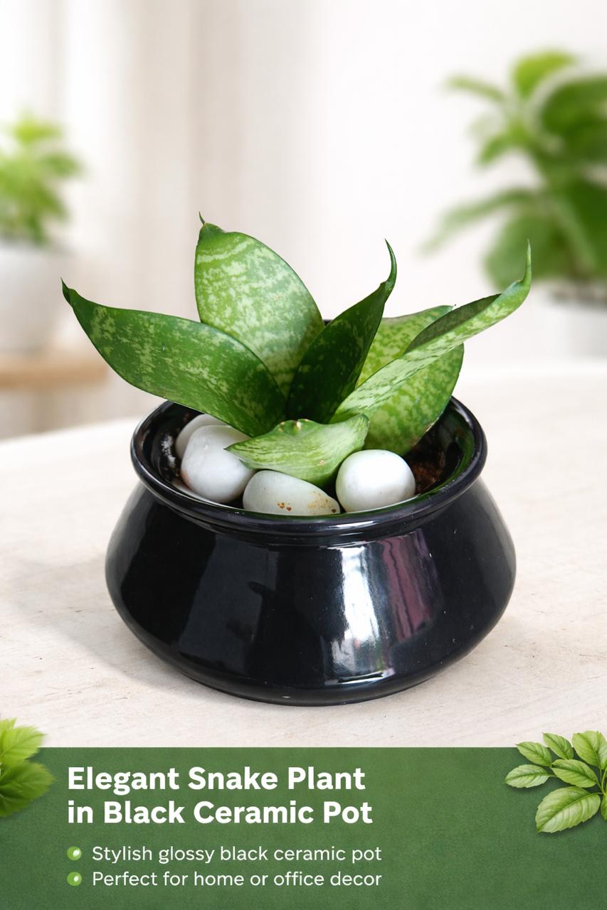 Elegant Snake Plant in Glossy Black Ceramic Pot – Stylish Décor for Home & Office