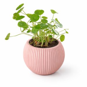 Pink Ribbed Planter with Coin Plant