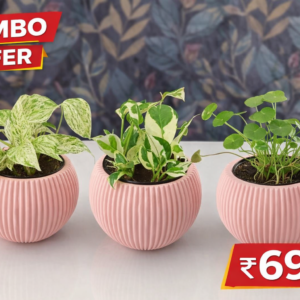 Indoor Plant Combo Offer (3 Plants + Pink Pot Set)
