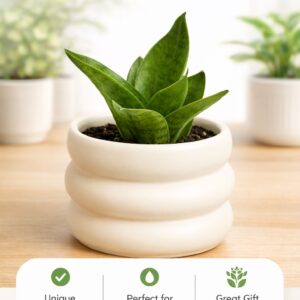 Cream Tiered Planter with Live Plant