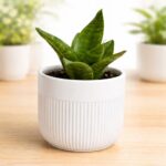 White Ceramic Succulent Planter with Live Plant