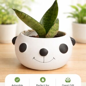 Cute Panda Planter with Live Plant