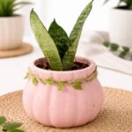 Mini Snake Plant in Blush Pink Decorative Ceramic Pot