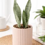 Moonshine Snake Plant in Blush Ceramic Pot