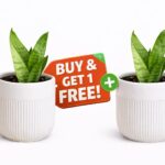 Buy 1 Get 1 Free – Mini Snake Plant in Premium Ceramic Pot | Easy-Care Indoor Plant