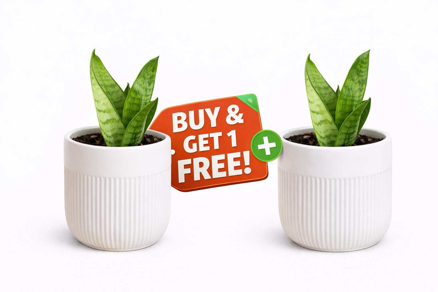 Buy 1 Get 1 Free – Mini Snake Plant in Premium Ceramic Pot | Easy-Care Indoor Plant
