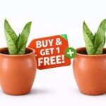 Double the Green – Buy One Plant, Get One FREE