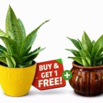 Buy Yellow Pot Plant & Get Brown Pot Plant FREE