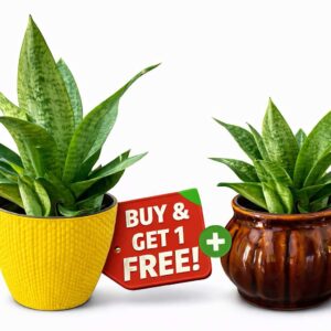 Buy Yellow Pot Plant & Get Brown Pot Plant FREE
