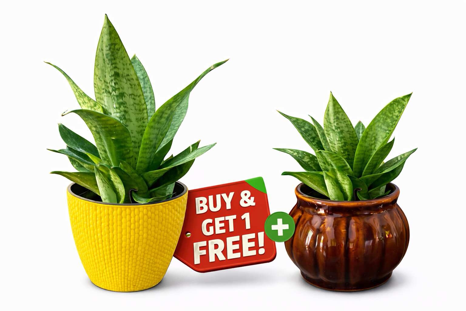 Buy Yellow Pot Plant & Get Brown Pot Plant FREE