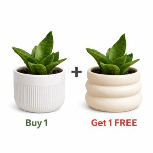 Cream Tiered Ceramic Planter and white Ceramic planter with Snake Plant – Buy 1 Get 1 Free Offer