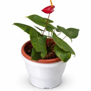 Red Anthurium Live Plant in Pot
