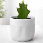 Mini Cactus Plant in Textured White Ceramic Pot