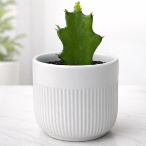 Mini Cactus Plant in Textured White Ceramic Pot