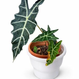 Alocasia Polly (African Mask Plant)