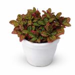 Red Nerve Plant (Fittonia)