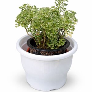 Variegated Aralia (Parsley Aralia)