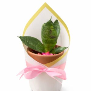 Gift Wrapped Cute Mini Plant