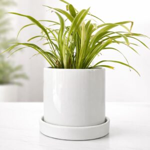 Spider Plant in Premium White Ceramic Pot