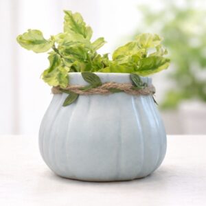 Premium Ceramic Tabletop Plant Pot with Decorative Live Plant